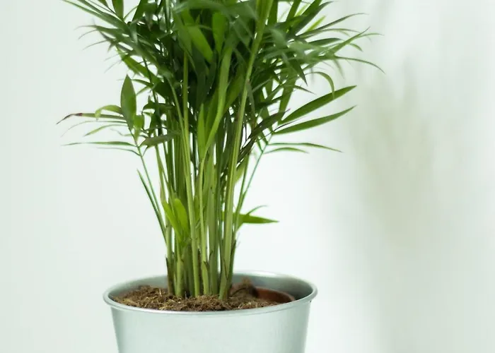 דירה M&k - Vyspa גדנסק